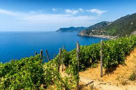 Cinque Terre DOC | Vini Tipici e Autoctoni delle Cinque Terre